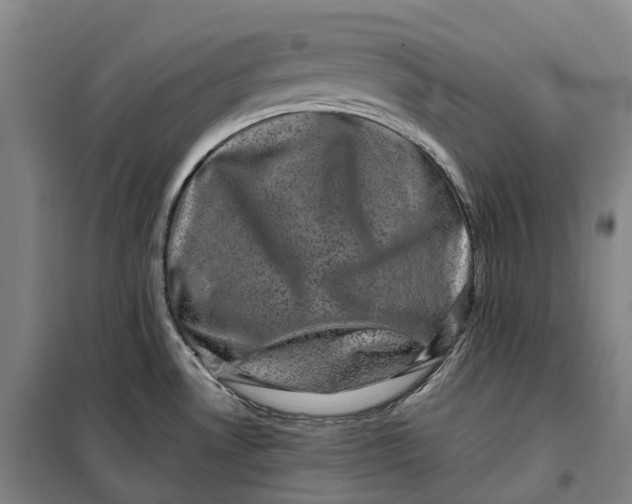 X0000099471530200805301545