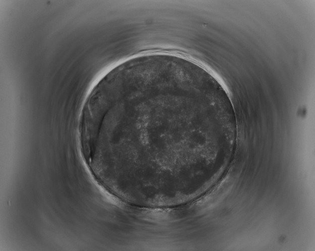 X0000099471533200805301545