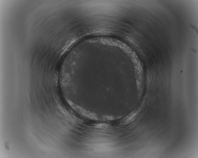 X0000099470168200806061228