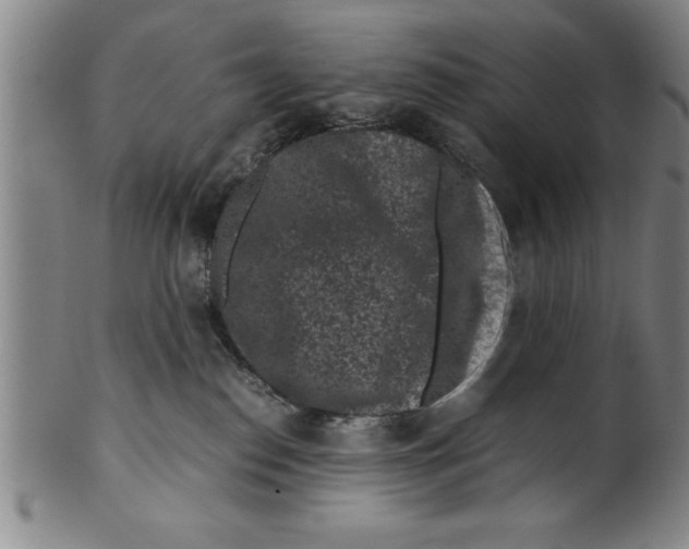 X0000099470186200806061229