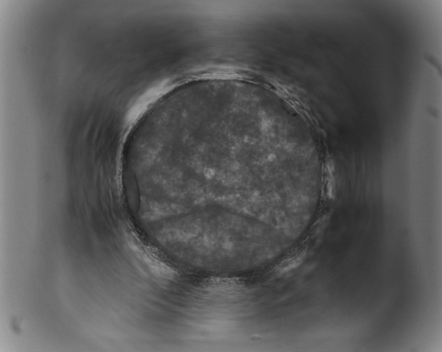 X0000099470296200806061226