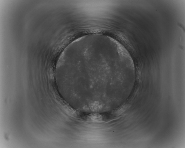 X0000099470317200806061226