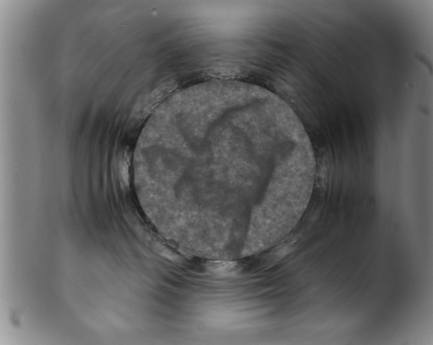 X0000099470334200806061226