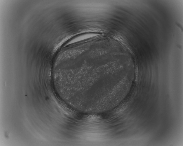 X0000099470348200806061225