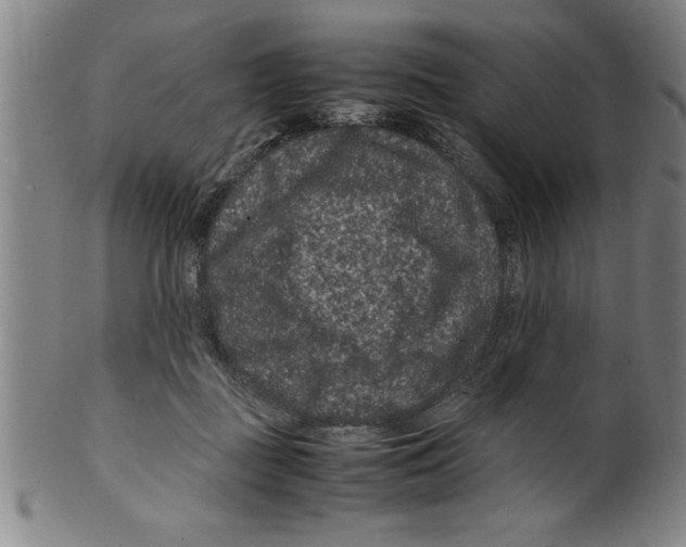 X0000099470363200806061225