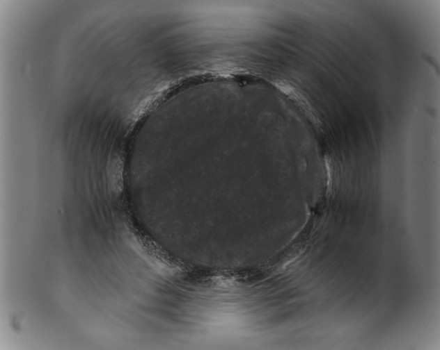 X0000099470496200806061223