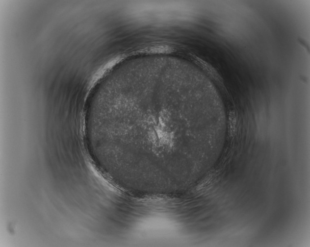 X0000099470726200806061219