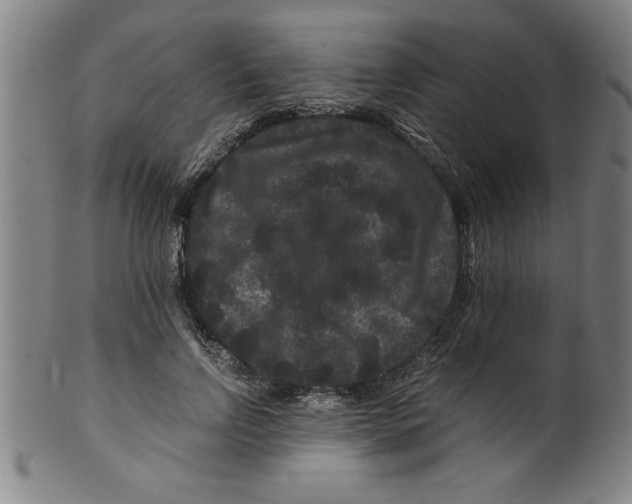 X0000099470742200806061219