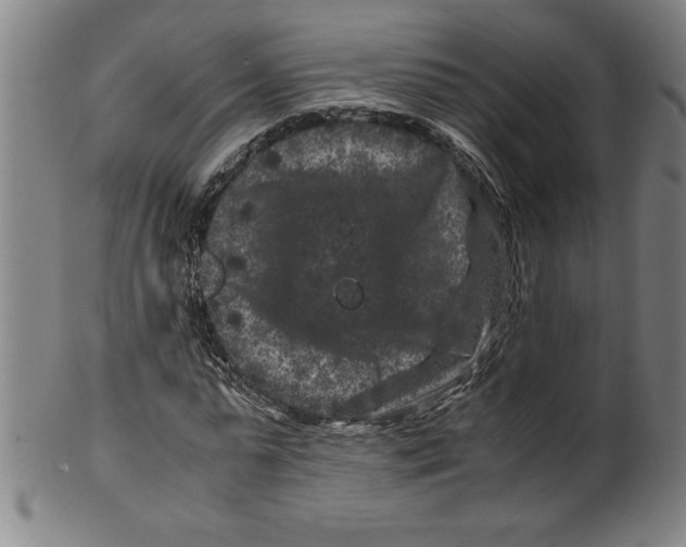 X0000099470775200806061219