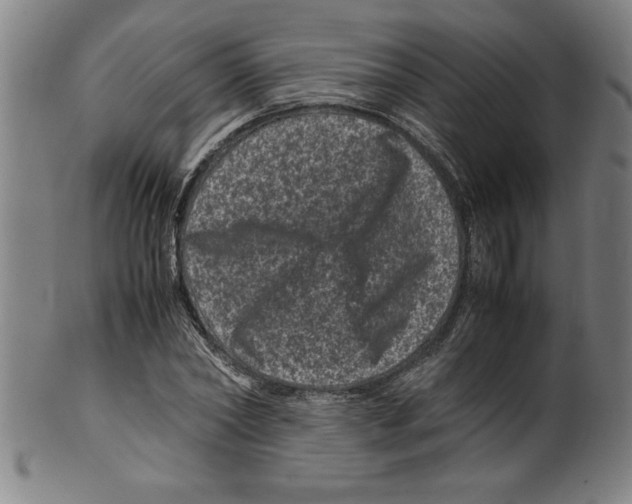 X0000099470782200806061219