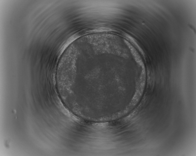 X0000099470810200806061218