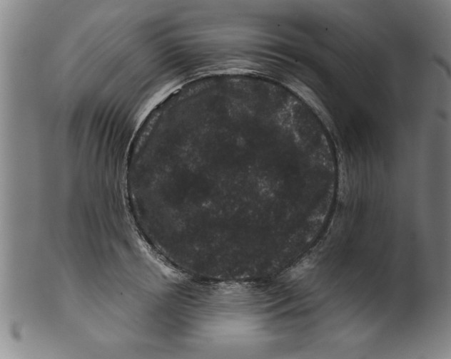 X0000099470850200806061218