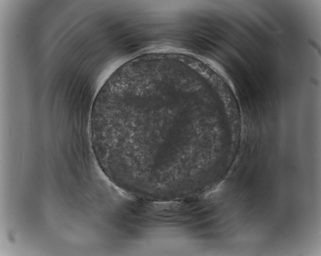 X0000099470863200806061218