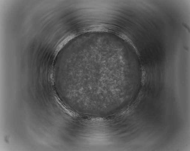 X0000099470882200806061217