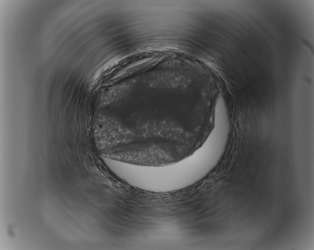 X0000099470920200806061216