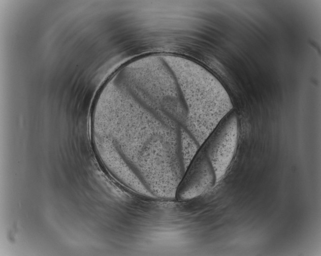 X0000099470940200806061216