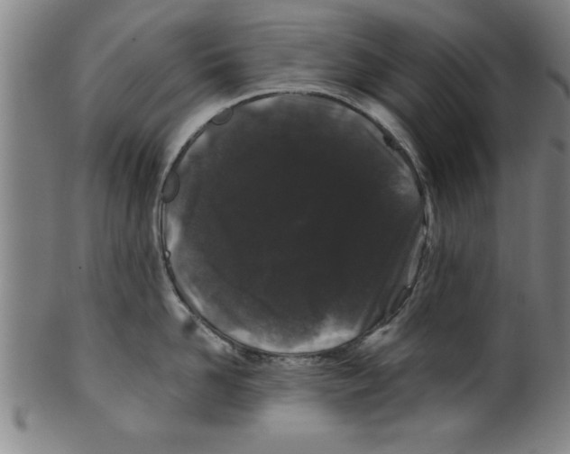 X0000099470958200806061217