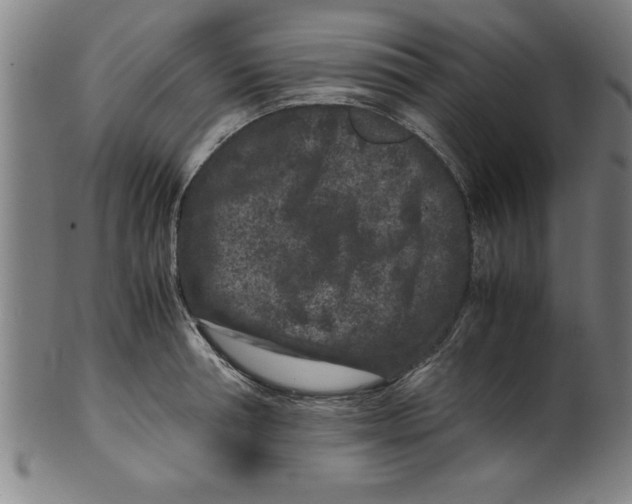 X0000099470994200806061215