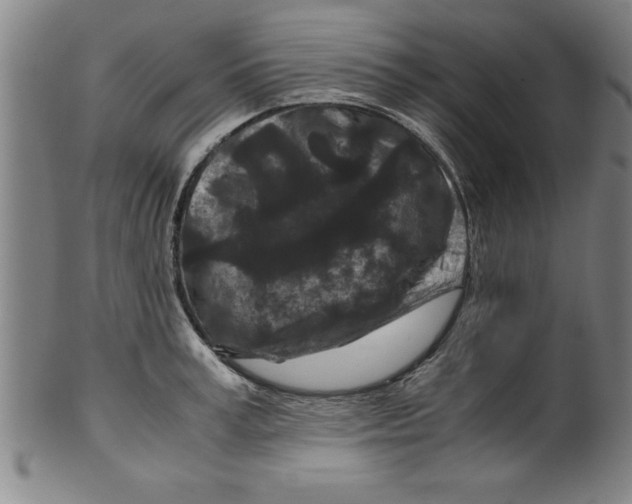 X0000099470995200806061215