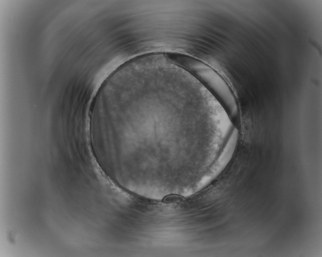 X0000099471096200806061214