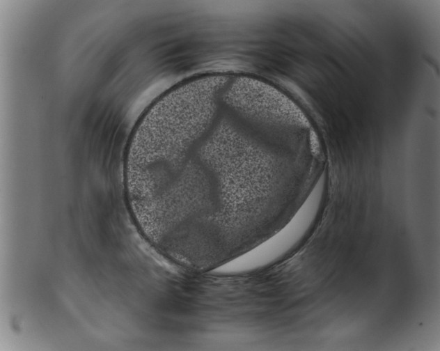 X0000099471335200806061211