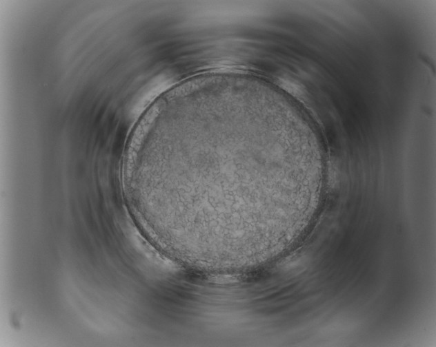 X0000099471338200806061211