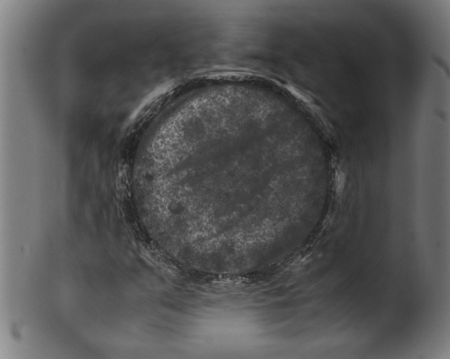 X0000099471351200806061210