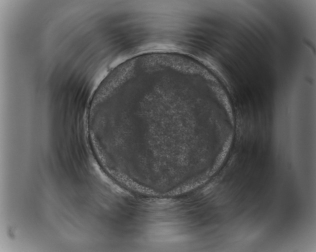 X0000099471382200806061209