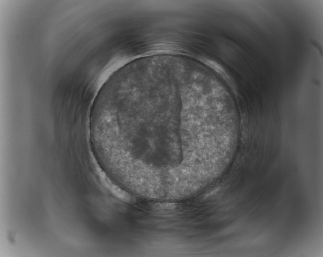 X0000099471431200806061209