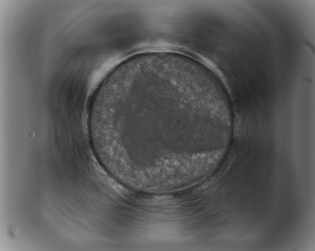 X0000099471464200806061208