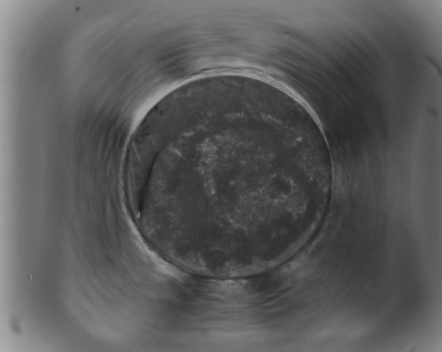 X0000099471533200806061208