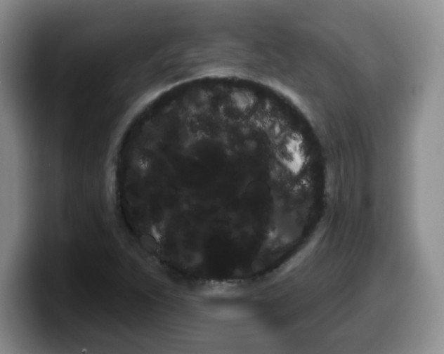 X0000099481263200805090826
