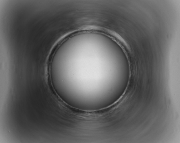 X0000099481364200805090825