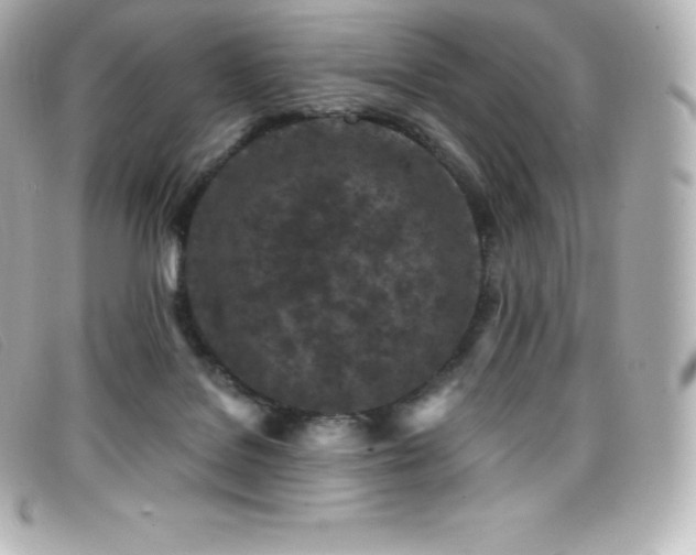 X0000099480076200805091617