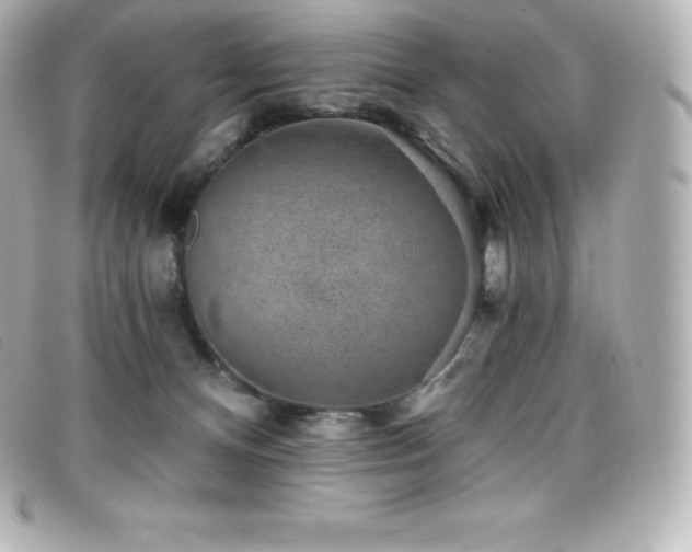 X0000099480128200805091617