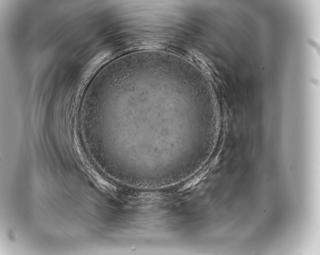X0000099480145200805091616