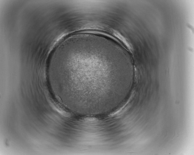 X0000099480203200805091616