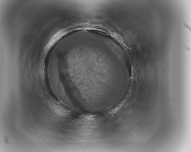 X0000099480295200805091614