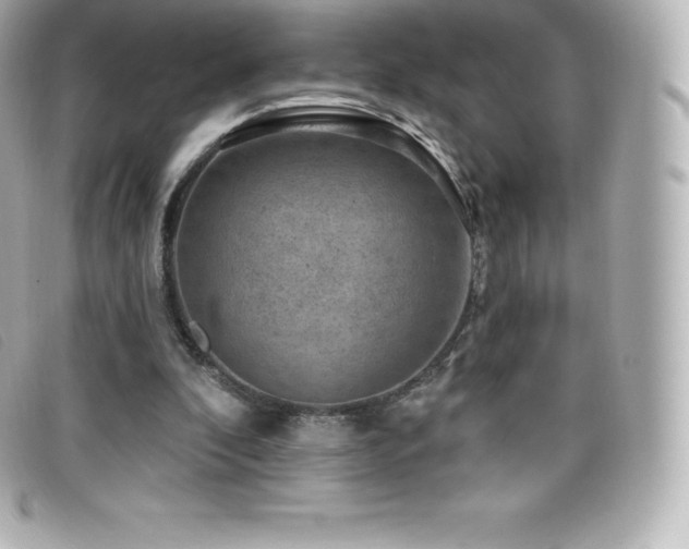 X0000099480296200805091614