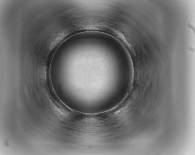 X0000099480299200805091614
