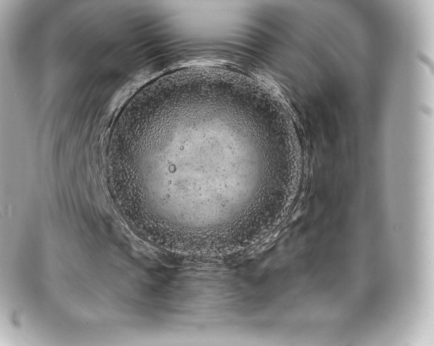 X0000099480337200805091613