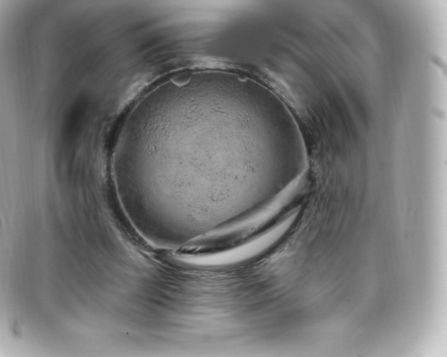 X0000099480347200805091613