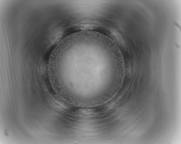 X0000099480367200805091614