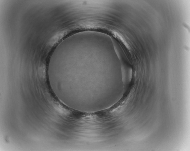 X0000099480447200805091612