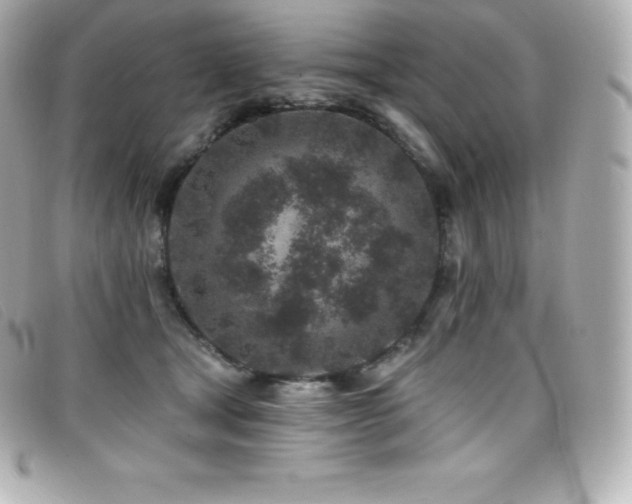 X0000099480465200805091612