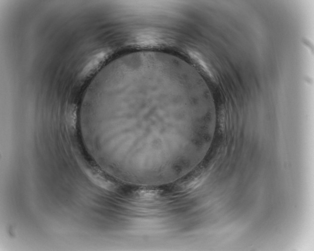 X0000099480495200805091612