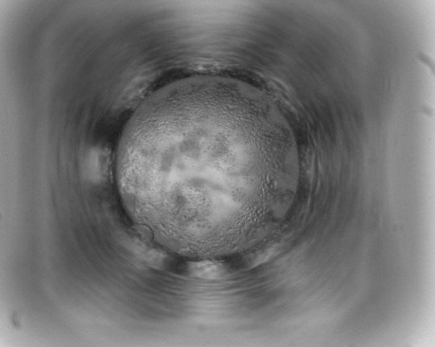 X0000099480511200805091611