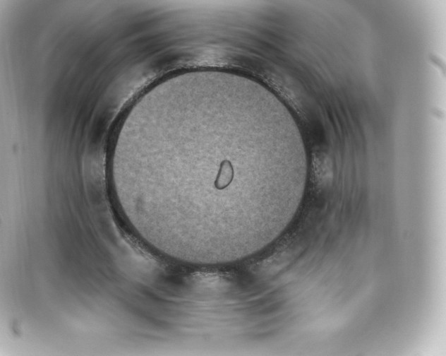 X0000099480534200805091611