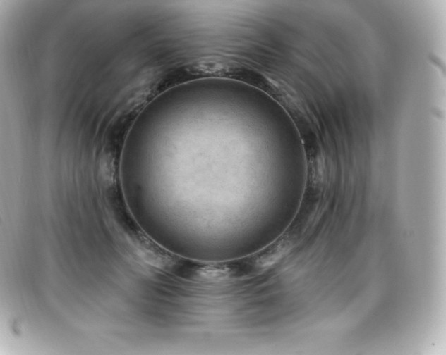 X0000099480606200805091610