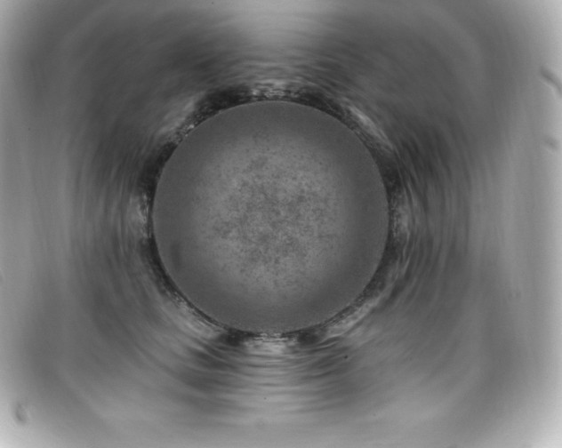 X0000099480661200805091610